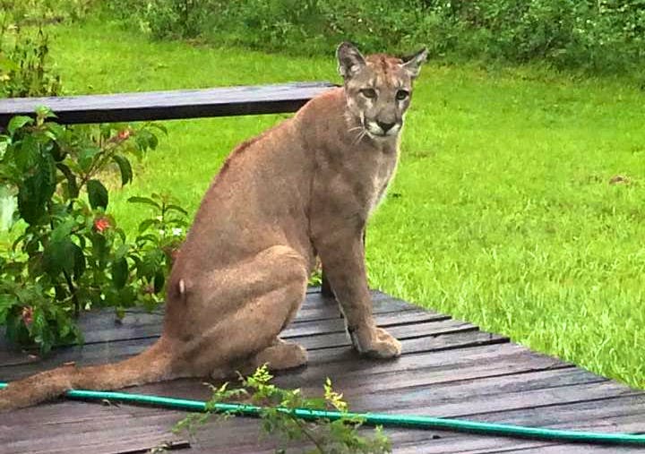 Florida Panther on Front Porch